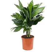 Chamaedorea metallica Zimmerpflanze im Anzuchttopf vor weißem Hintergrund, Produktfoto 2.