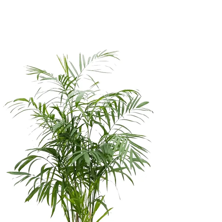 Chamaedorea seifrizii leaf close-up on white background.