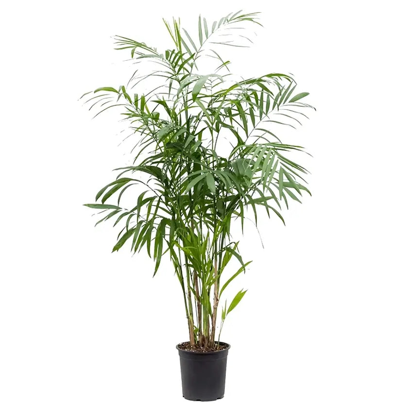 Chamaedorea seifrizii potted houseplant in nursery pot on white background, product photo 2.