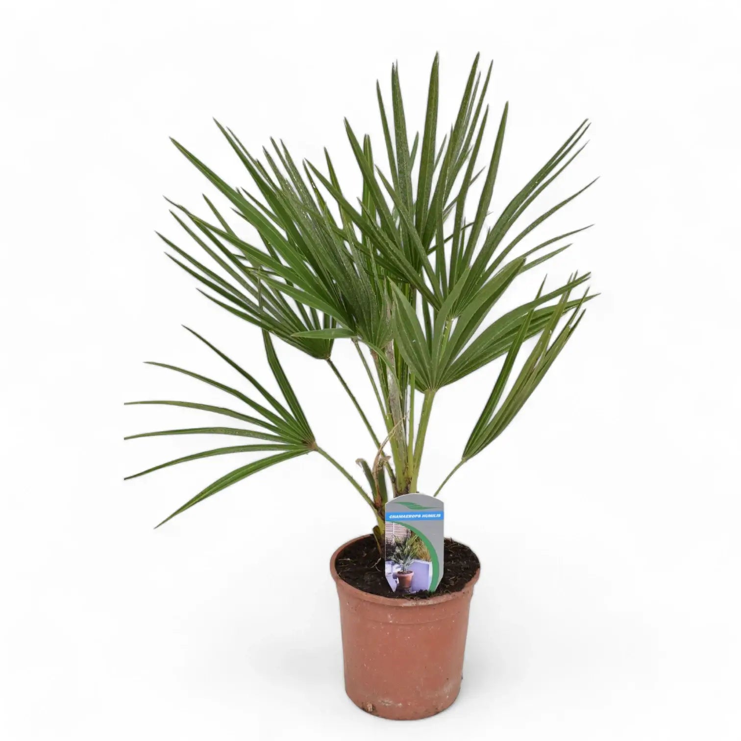 Chamaerops humilis potted houseplant in nursery pot on white background, product photo 4.