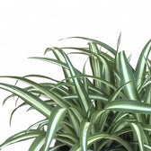 Chlorophytum comosum variegatum leaf close-up on white background.