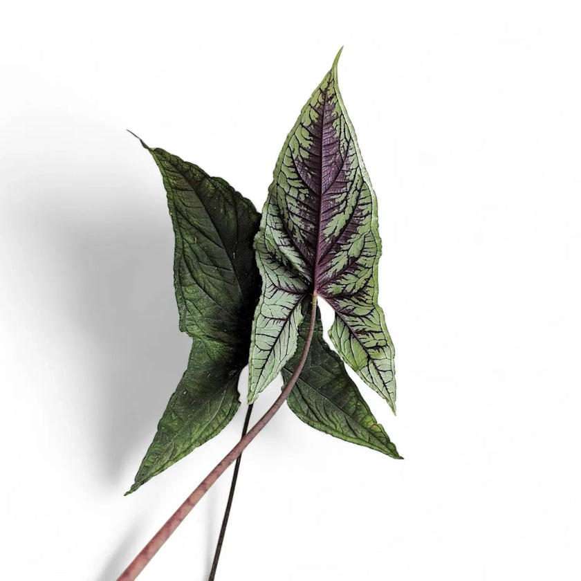 Chlorospatha atropurpurea – Blattdetail vor weißem Hintergrund..