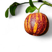 Citrus ‘Arcobal’ leaf close-up on white background.