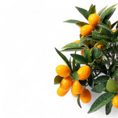 Citrus japonica 'Kumquat' – Blattdetail vor weißem Hintergrund..