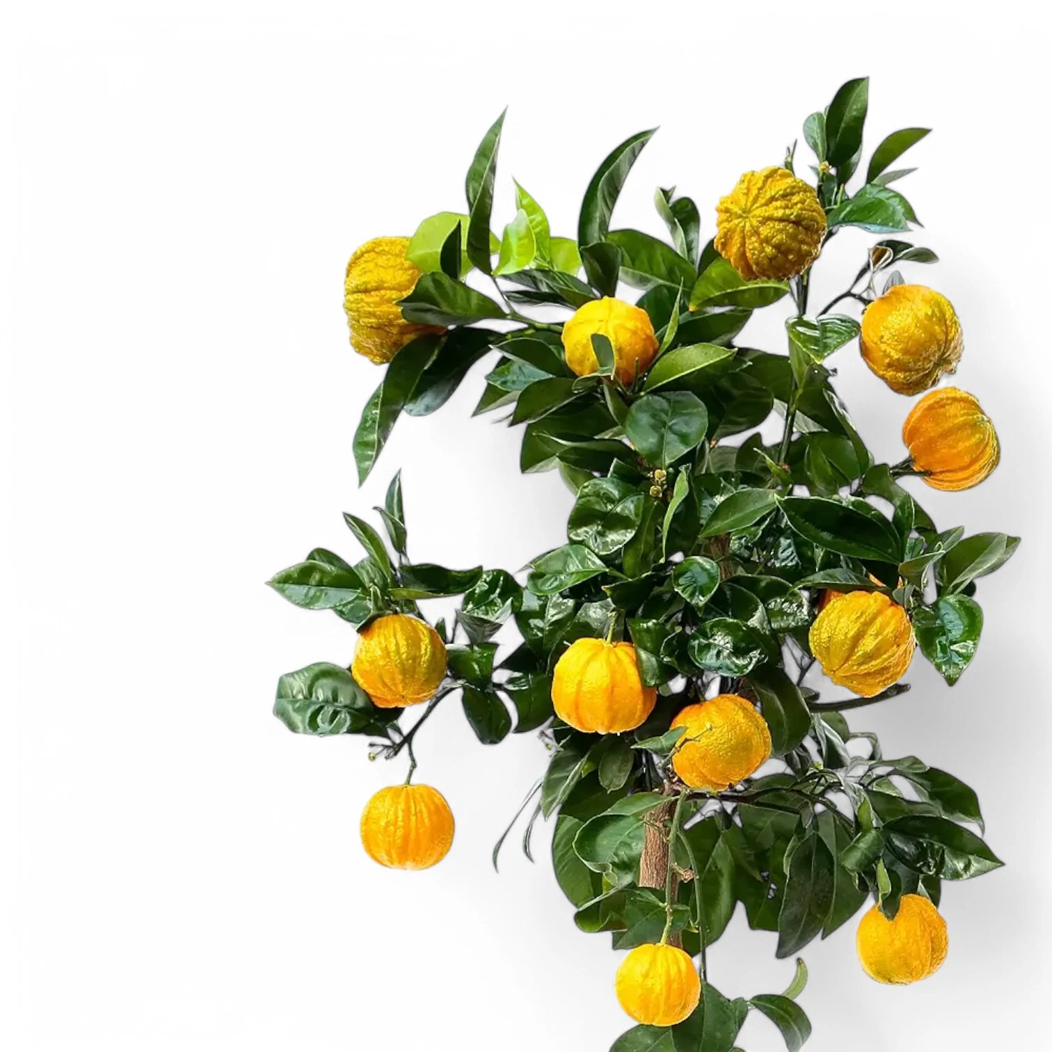 Citrus × aurantium 'Canaliculata' – Blattdetail vor weißem Hintergrund..