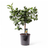 Citrus × aurantium 'Canaliculata' Zimmerpflanze im Anzuchttopf vor weißem Hintergrund, Produktfoto 3.