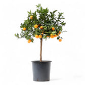 Citrus × microcarpa 'Calamondin' potted houseplant in nursery pot on white background, product photo 6.