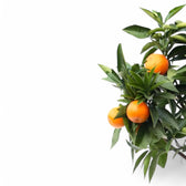Citrus × sinensis 'Orange' – Blattdetail vor weißem Hintergrund..