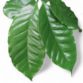 Coffea arabica – Blattdetail vor weißem Hintergrund..