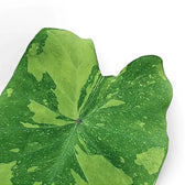 Colocasia esculenta 'Lemon Lime Gecko' leaf close-up on white background.