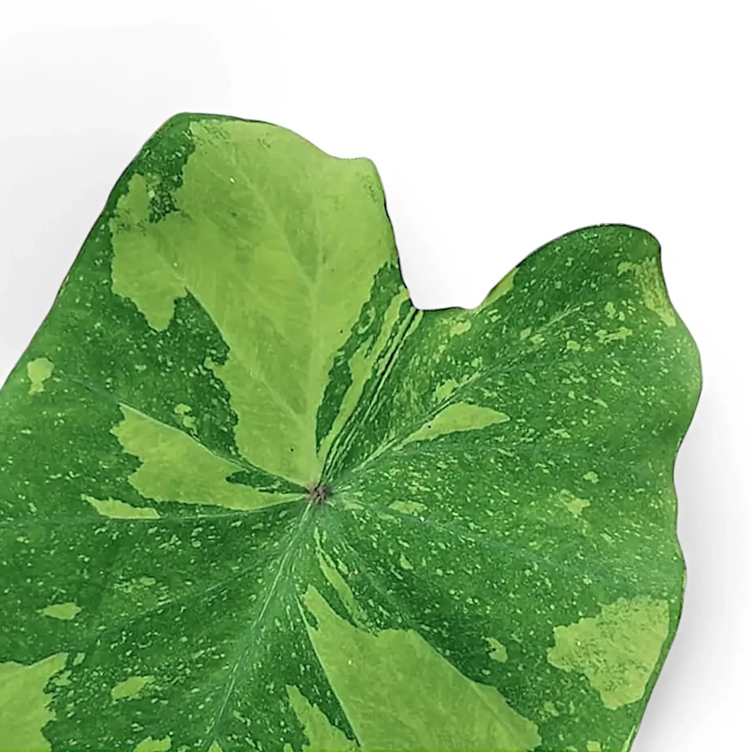 Colocasia esculenta 'Lemon Lime Gecko' leaf close-up on white background.