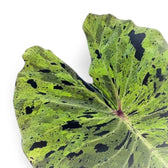 Colocasia esculenta 'Mojito' leaf close-up on white background.