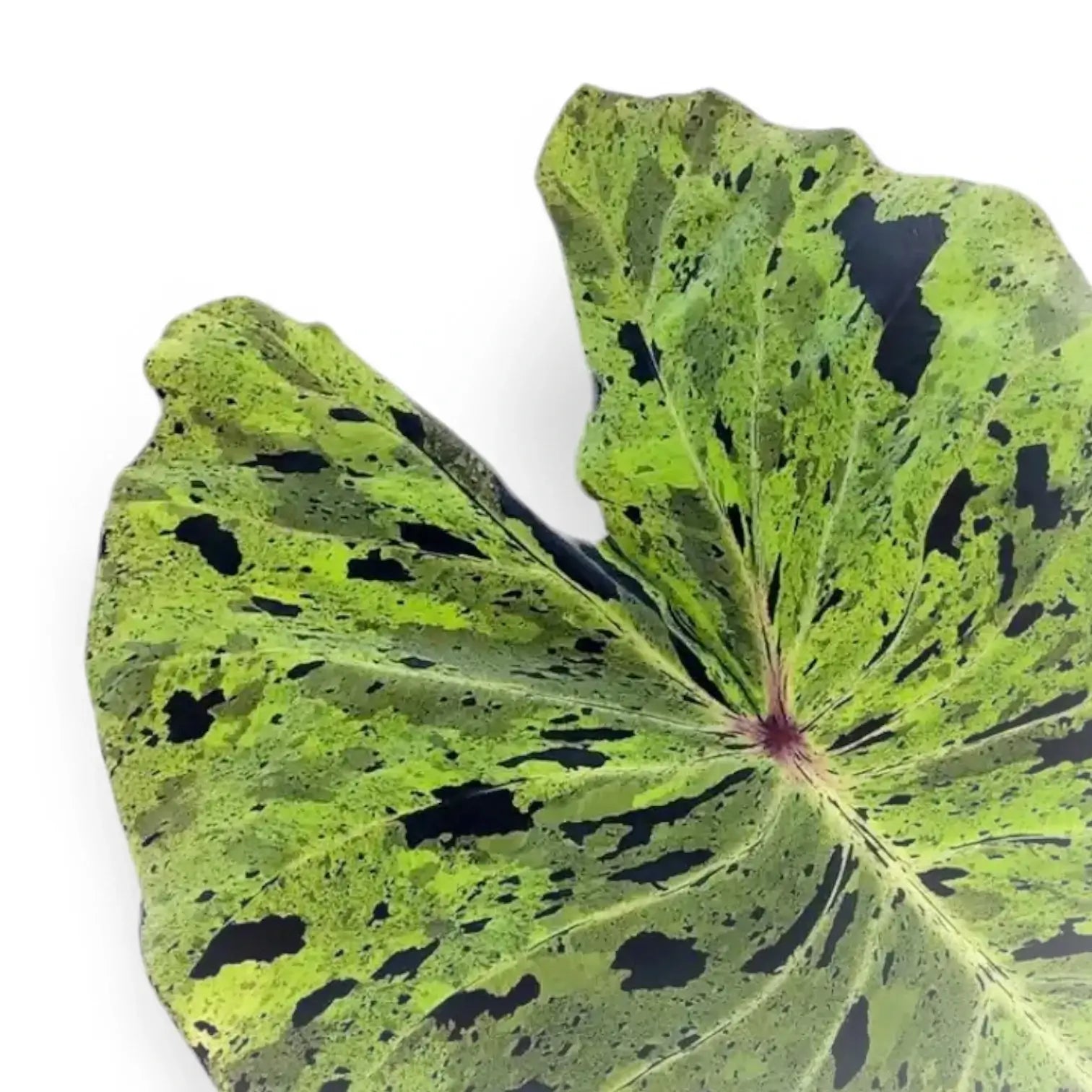 Colocasia esculenta 'Mojito' leaf close-up on white background.