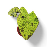 Colocasia esculenta 'Mojito' potted houseplant in nursery pot on white background, product photo 2.