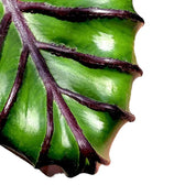 Colocasia esculenta 'Pharaoh's Mask' leaf close-up on white background.