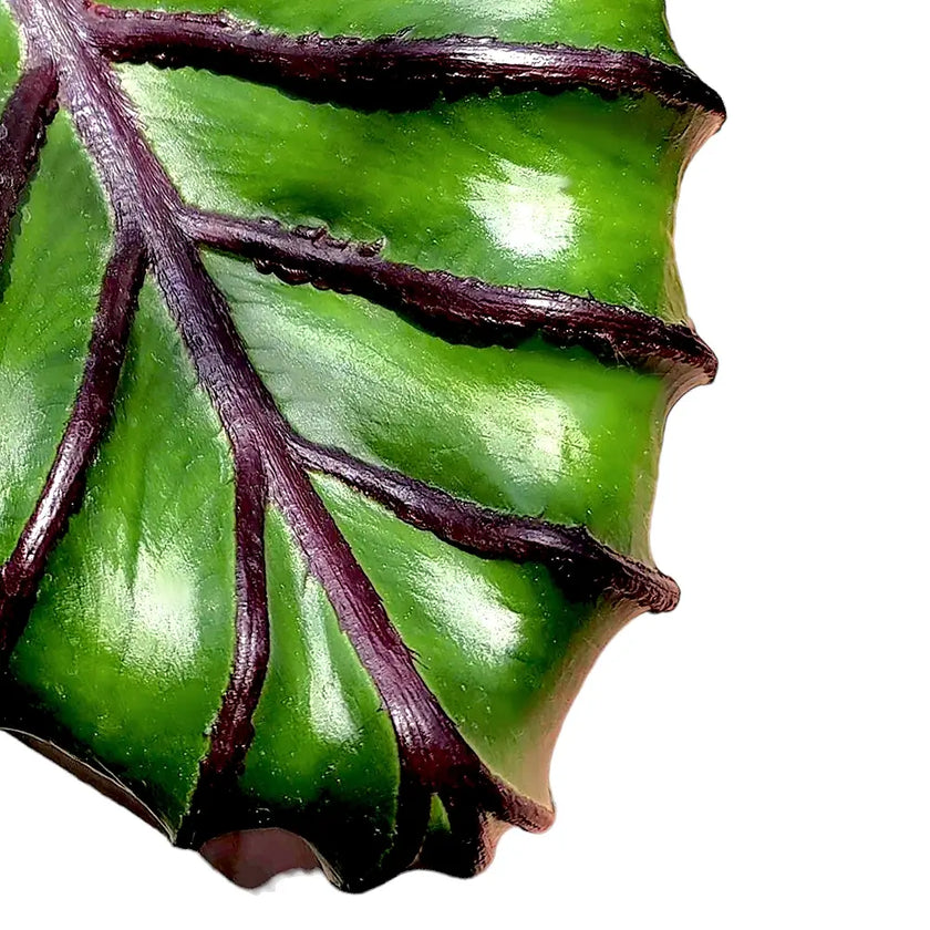 Colocasia esculenta 'Pharaoh's Mask' – Blattdetail vor weißem Hintergrund..