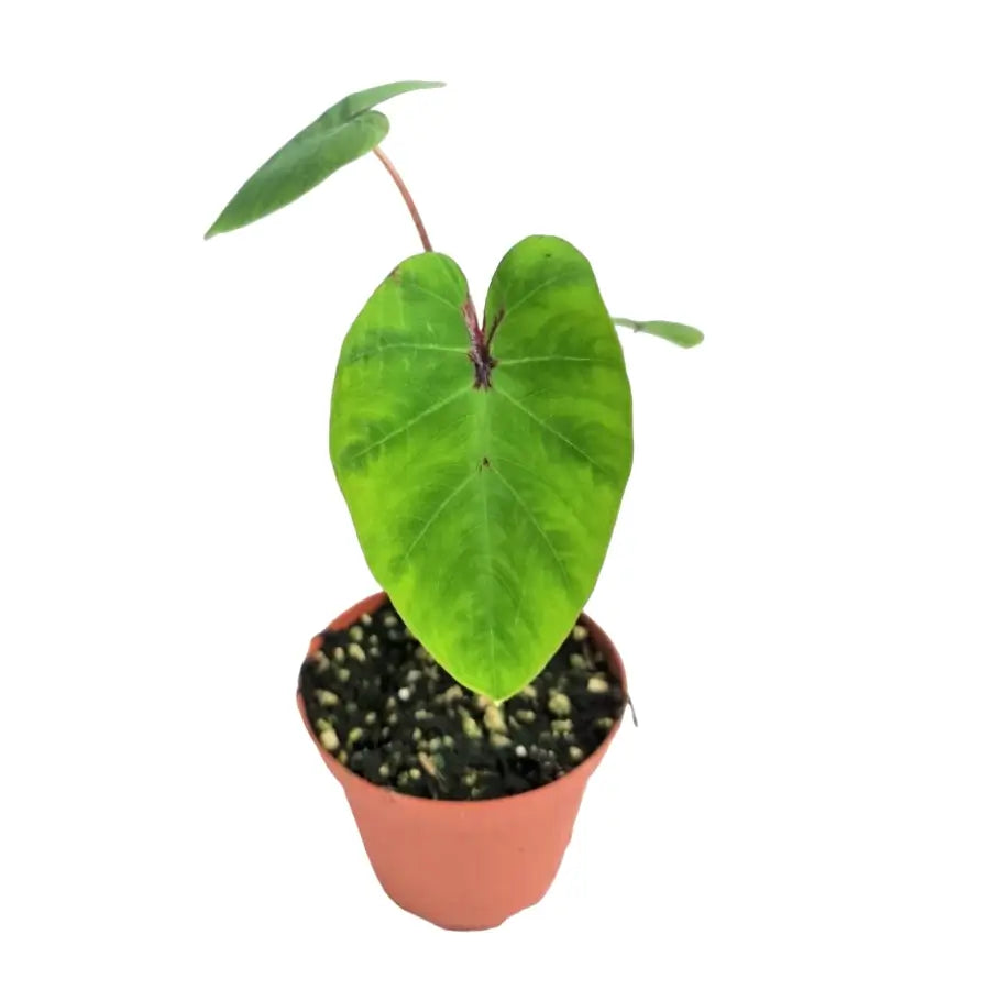 Colocasia esculenta 'Pharaoh's Mask' potted houseplant in nursery pot on white background, product photo 2.