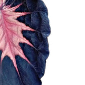 Colocasia esculenta 'Redemption' – Blattdetail vor weißem Hintergrund..