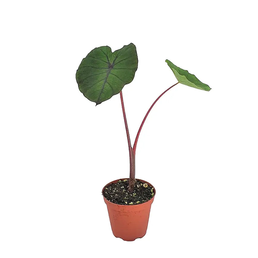 Colocasia esculenta 'Redemption' potted houseplant in nursery pot on white background, product photo 2.