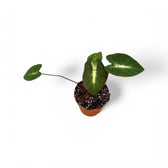 Colocasia esculenta 'Tropical storm' potted houseplant in nursery pot on white background, product photo 3.