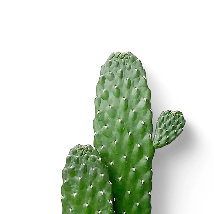 Consolea rubescens leaf close-up on white background.