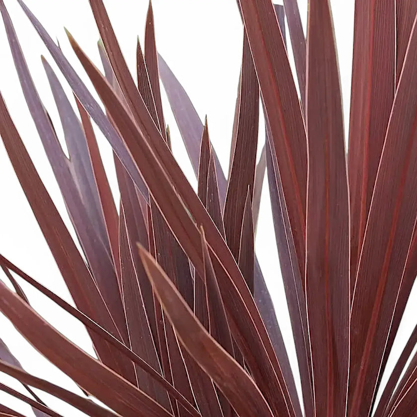 Cordyline australis 'Red Star' leaf close-up on white background.