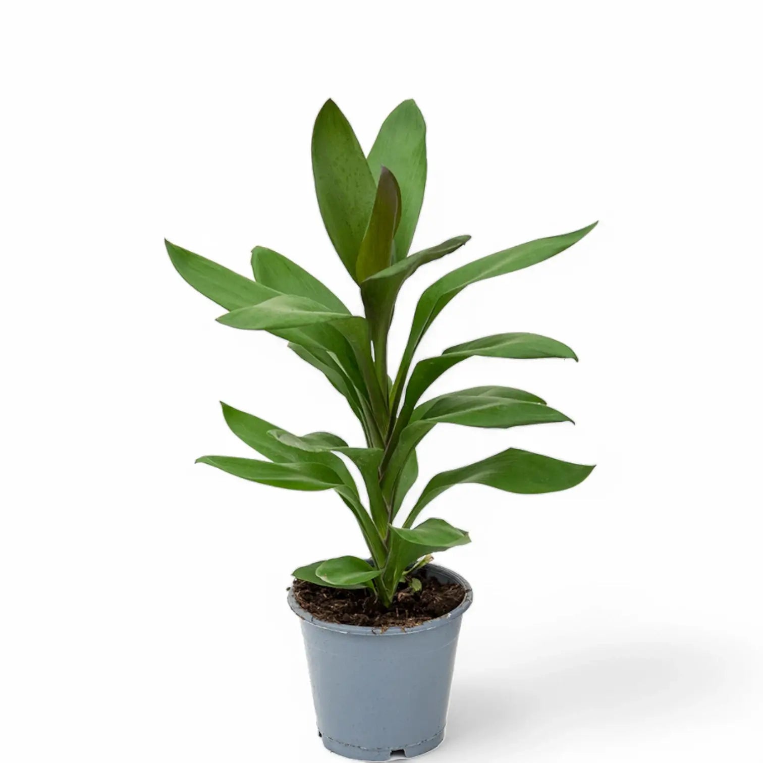 Cordyline fruticosa 'Glauca' potted houseplant in nursery pot on white background, product photo 2.