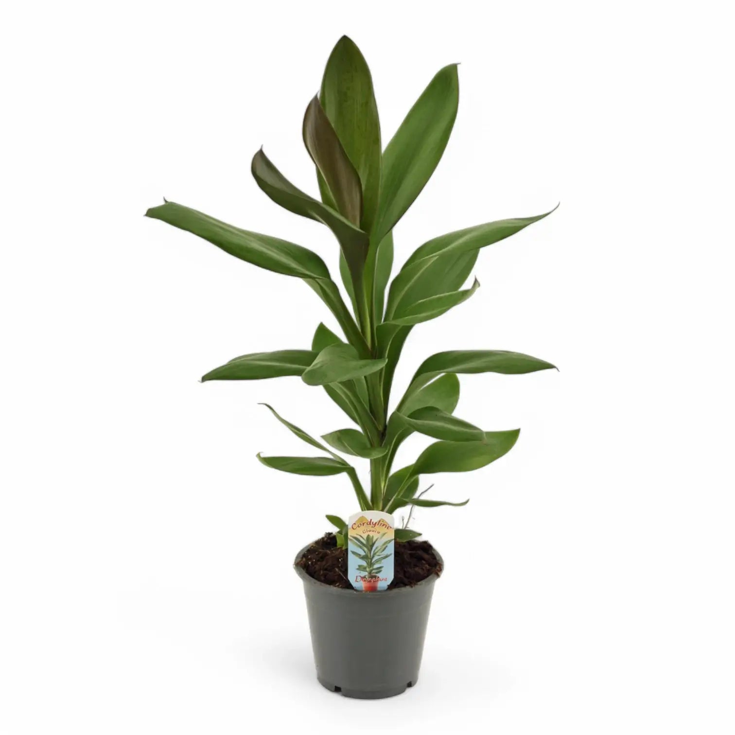 Cordyline fruticosa 'Glauca' potted houseplant in nursery pot on white background, product photo 3.