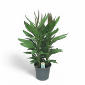 Cordyline fruticosa 'Glauca' potted houseplant in nursery pot on white background, product photo 5.