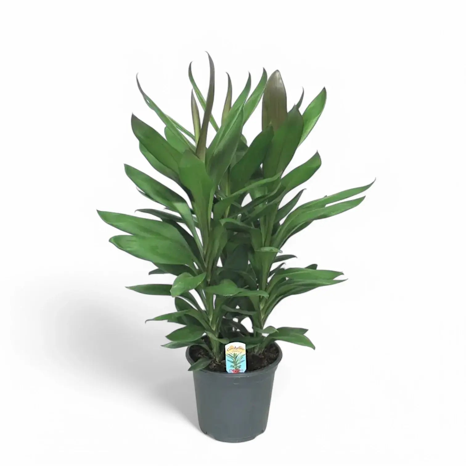 Cordyline fruticosa 'Glauca' potted houseplant in nursery pot on white background, product photo 5.