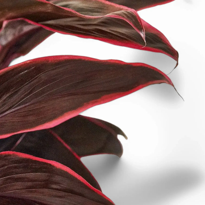 Cordyline fruticosa 'Mambo' – Blattdetail vor weißem Hintergrund..