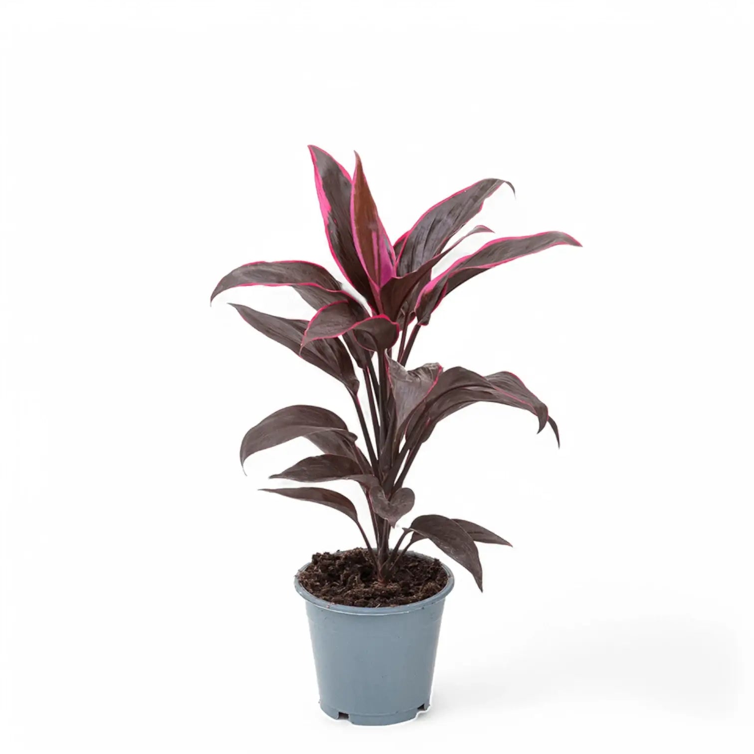 Cordyline fruticosa 'Mambo' potted houseplant in nursery pot on white background, product photo 2.
