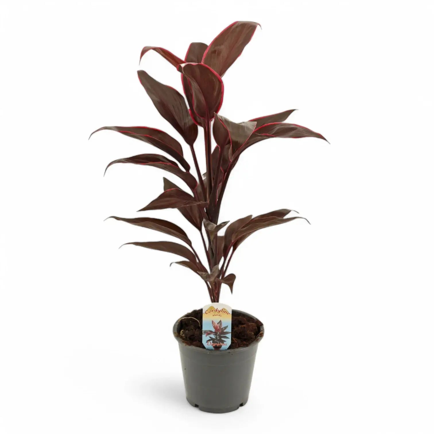 Cordyline fruticosa 'Mambo' potted houseplant in nursery pot on white background, product photo 3.