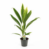 Cordyline fruticosa 'New Conga' potted houseplant in nursery pot on white background, product photo 2.