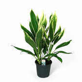 Cordyline fruticosa 'New Conga' potted houseplant in nursery pot on white background, product photo 3.