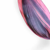 Cordyline fruticosa 'Pink Champion' leaf close-up on white background.