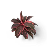 Cordyline fruticosa 'Pink Champion' potted houseplant in nursery pot on white background, product photo 2.