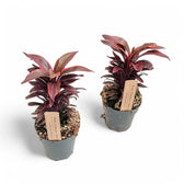 Cordyline fruticosa 'Pink Champion' potted houseplant in nursery pot on white background, product photo 3.