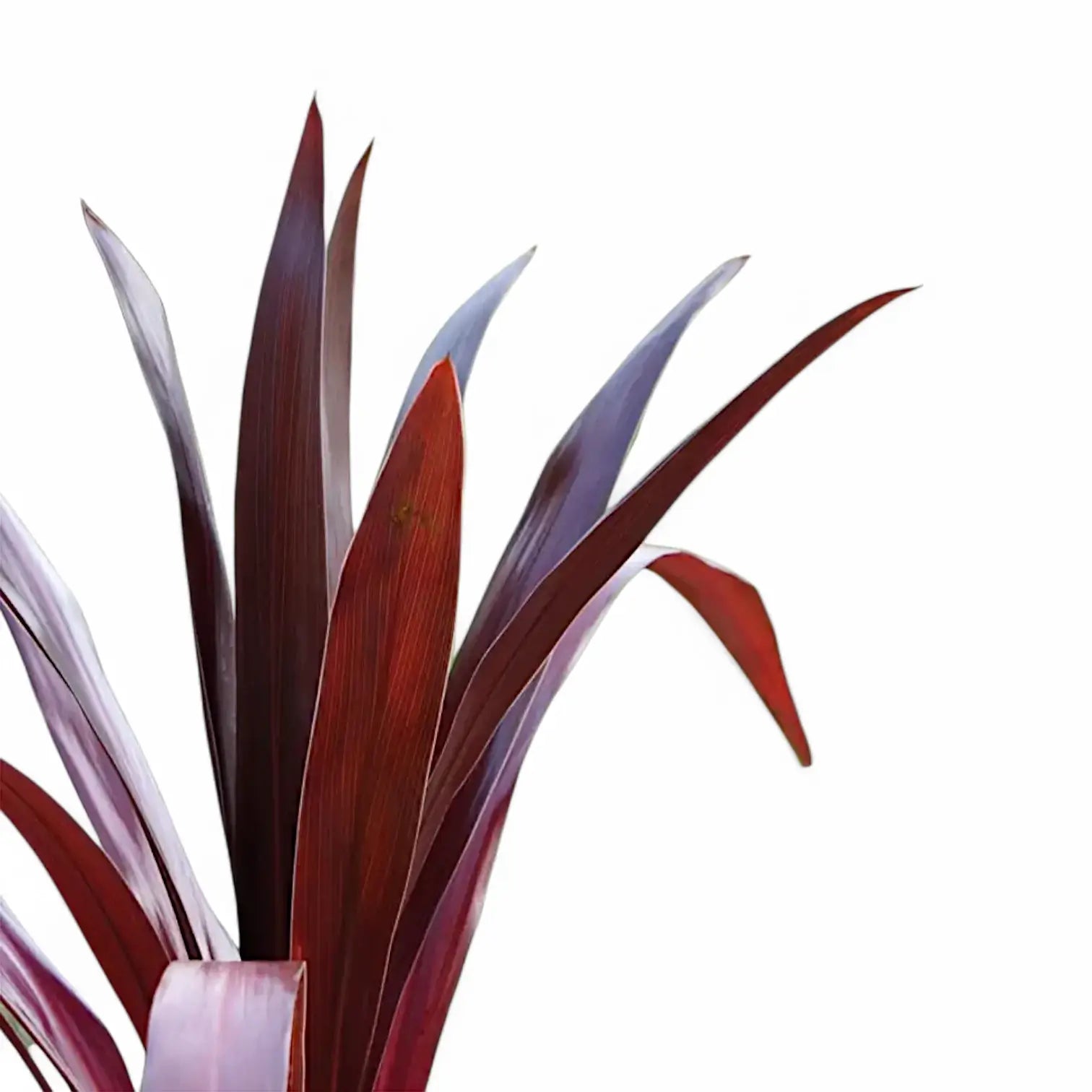 Cordyline obtecta 'Superstar' – Blattdetail vor weißem Hintergrund..