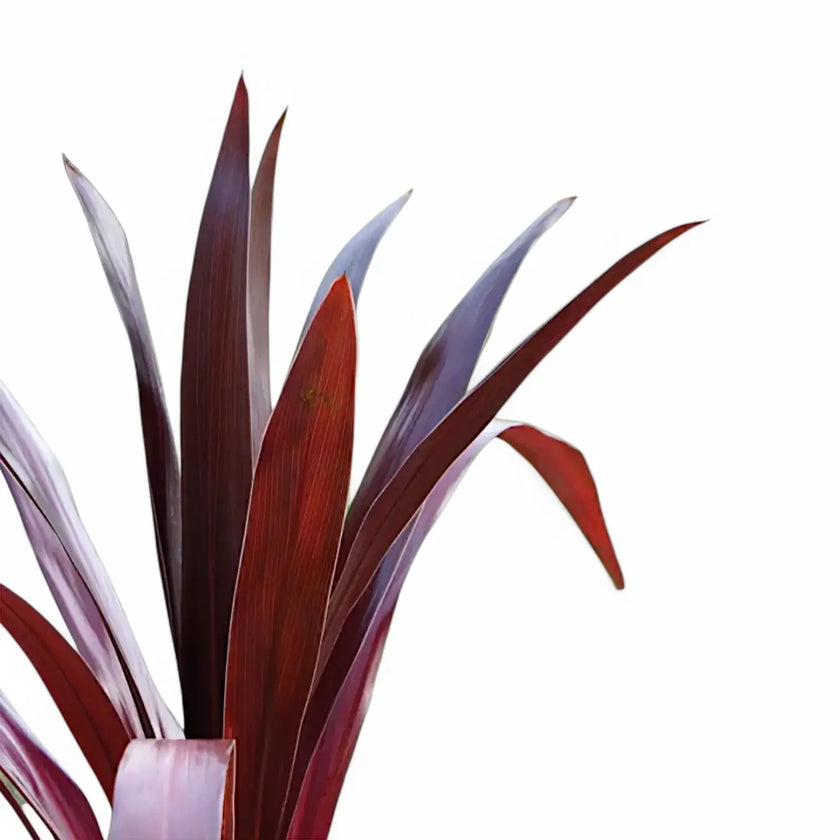 Cordyline obtecta 'Superstar' – Blattdetail vor weißem Hintergrund..