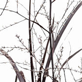 Cordyline x 'Festival Burgundy' leaf close-up on white background.