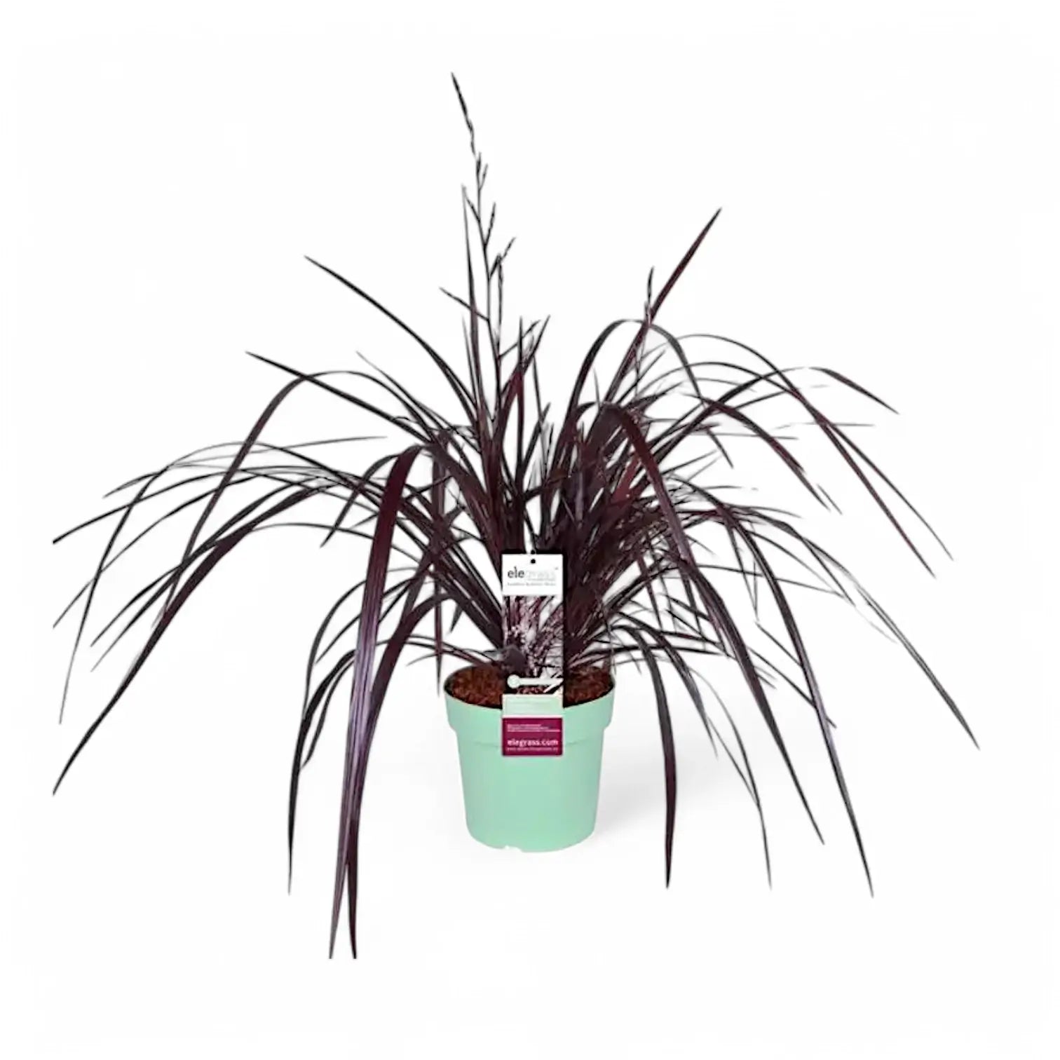 Cordyline x 'Festival Burgundy' potted houseplant in nursery pot on white background, product photo 2.