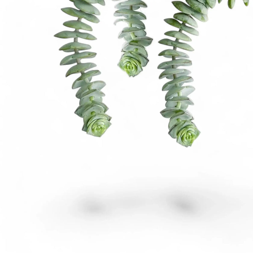 Crassula rupestris subsp. marnieriana 'Hottentot' leaf close-up on white background.