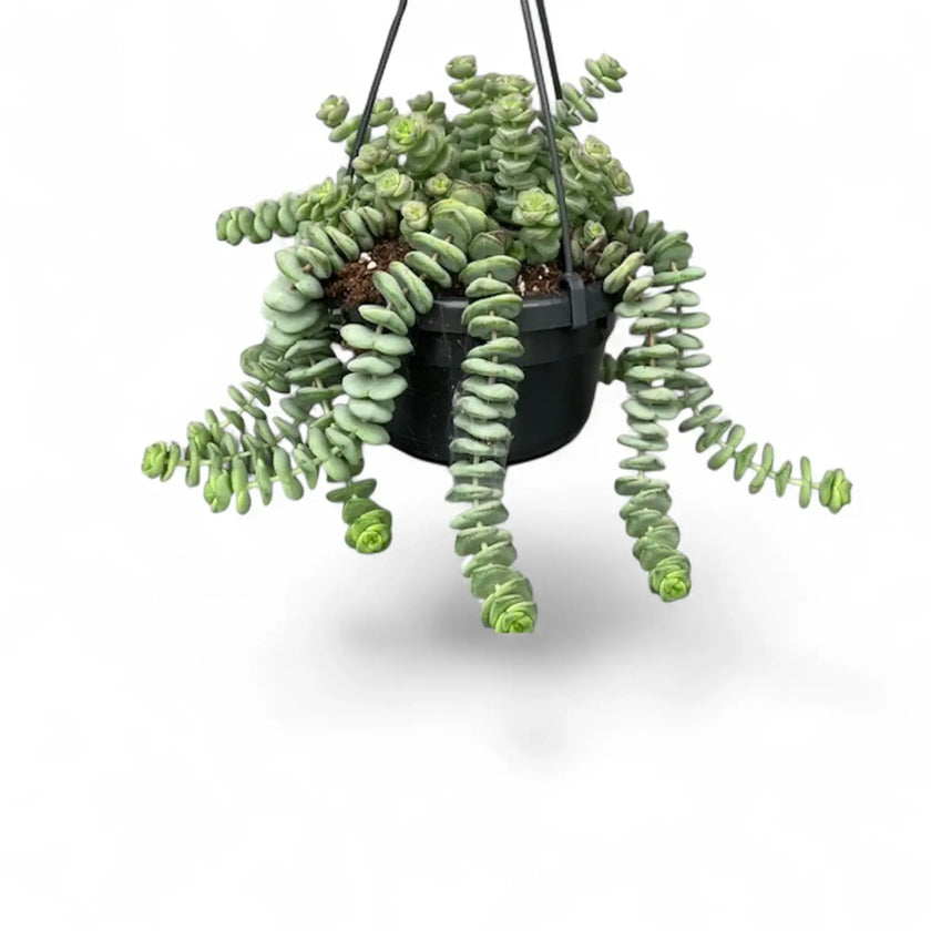 Crassula rupestris subsp. marnieriana 'Hottentot' potted houseplant in nursery pot on white background, product photo 2.