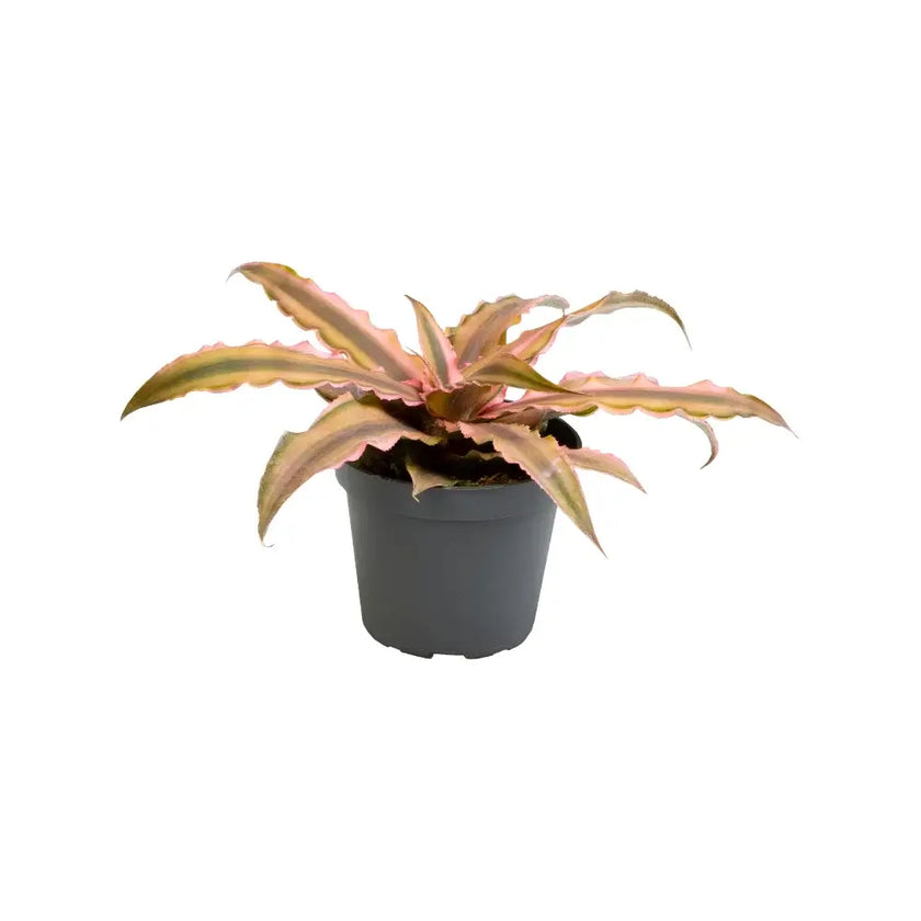 Cryptanthus bivittatus 'Pink Star' potted houseplant in nursery pot on white background, product photo 2.