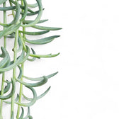 Curio radicans 'Blue Pickle' leaf close-up on white background.