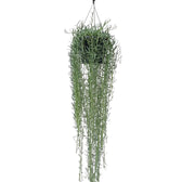 Curio radicans 'Blue Pickle' potted houseplant in nursery pot on white background, product photo 2.