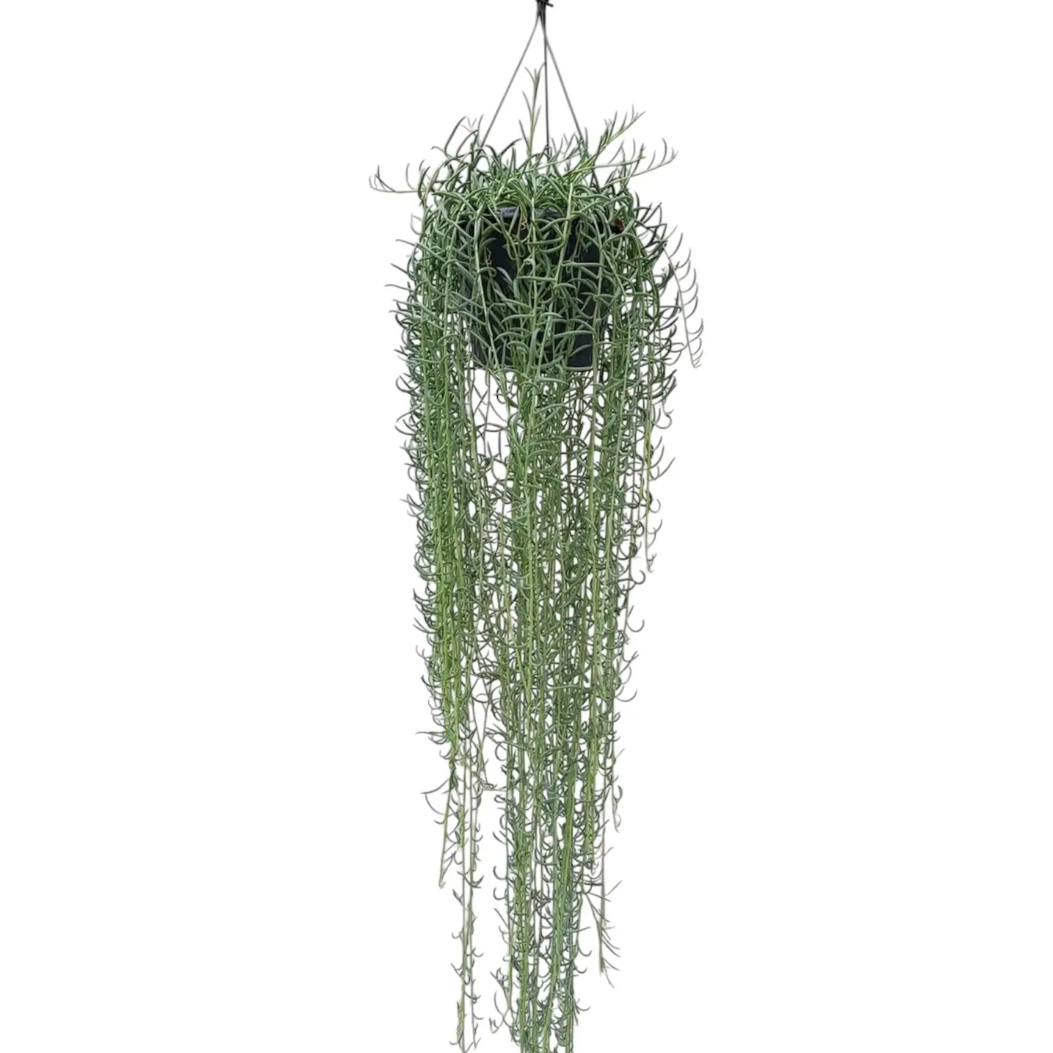 Curio radicans 'Blue Pickle' potted houseplant in nursery pot on white background, product photo 2.