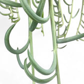 Curio radicans 'Blue Pickle' potted houseplant in nursery pot on white background, product photo 4.