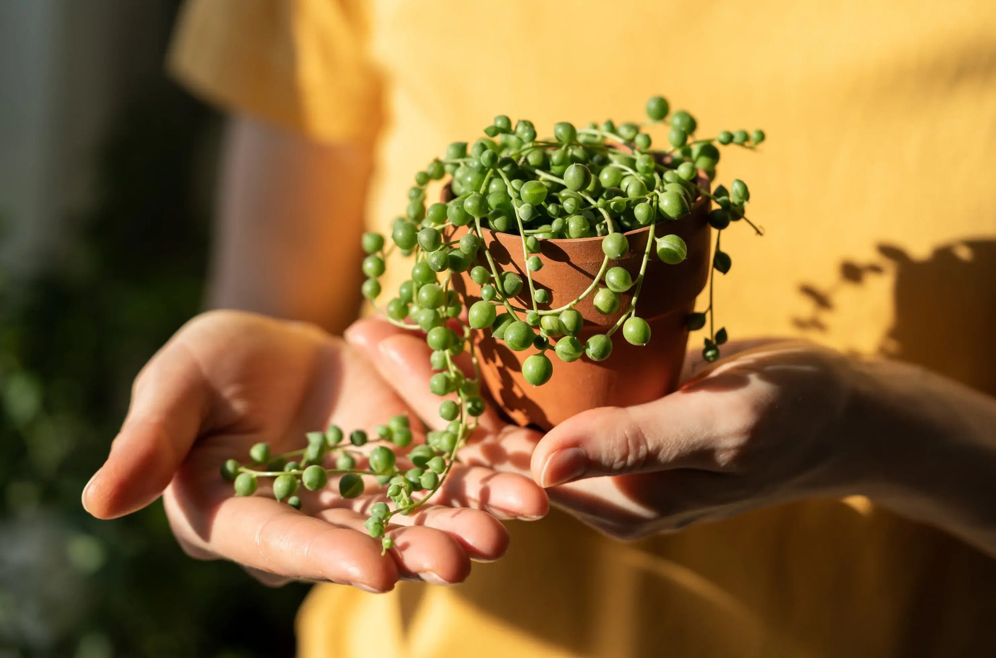 Person holding a small potted plant Curio rowleyanus against a blurred background
